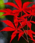 【晓荷】永远保持一颗好奇心（散文）