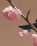 【风恋】五律·霜降（古韵·外四首）