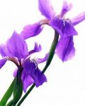 【晓荷】鸢尾花，苦菜花（散文）