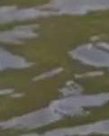【东篱】剪一缕莹蓝在洞庭月光中织梦（诗歌）