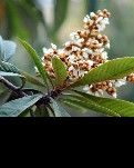 【家园】冬月里的枇杷花（散文）