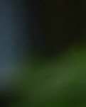 【丹枫】轱辘体.冰清玉洁独芬芳（古韵四首）​