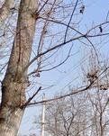 【绿野征文“沉淀的岁月”】伐掉往岁如雨，伐掉半生獠牙（诗歌外一首）首发