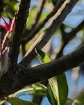 【丹枫】轱辘体.柳垂绿水荡轻柔（古韵）​ ​