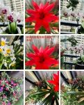 【敏思】　正月花开· 诗歌（外一首）