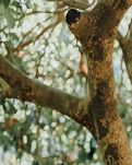 【丹枫】​竹下寻诗觅芷兰（轱辘体）​