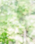 【丹枫】轱辘体.幽径寻芳香满怀（古韵四首）
