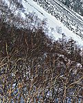 【东篱】冰雪记忆（散文）