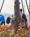 【丹枫】又到芳香沁满园（轱辘体）