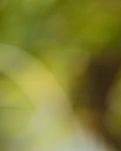 【丹枫】轱辘体.雨润春愁淡淡香（古韵四首）