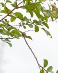 【丹枫】与世无争度红尘（轱辘体古韵）​ ​