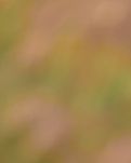 【丹枫】独对银釭半盏花（轱辘体）​ ​