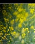 【丹枫】恬淡温情碧玉娇（轱辘体）​ ​