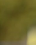 【丁香】七绝·落尽繁华孕新胚（轱辘体）（诗词）