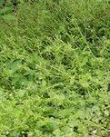 【流年·芳华】繁缕（征文·散文外一章）