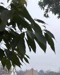 【神舟•芬芳】盛夏烟火 （现代诗歌）