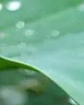【家园】听风听雨又听禅（诗歌）