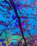 【绿野征文“春华秋实”】那一夜你的抉择，海角天涯（诗歌，外四首）