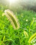 【流年·隐】良田莠骄骄（征文·散文）