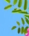 【晓荷.暖】槐花沟里槐花香（小说）