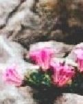 【晓荷.暖】父母的金婚之年（散文）