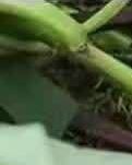 【晓荷】又闻红薯飘香时（散文）