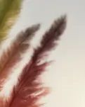【晓荷.暖】旅行（散文）