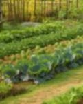 【东篱】正西家的菜园子（散文）