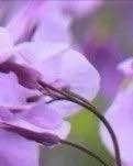 【晓荷.见闻】二月兰啊苦拉菜（散文）