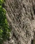 【丁香】《畅游恩施的大峡谷》散文