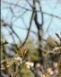 【晓荷.见闻】一树花开满院春（散文）