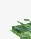 【江山·根与魂】【流年】小小花生情（散文）
