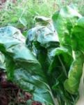 【心灵】如烟往事：莙达菜上市的季节（散文）