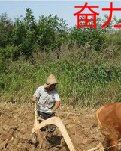 【金文·启航】我是一头牛（微小说）