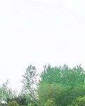 【晓荷】慢慢悠悠，摇摇晃晃（散文）