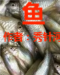 【江山·根与魂】【流年】鱼（散文）