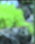 【萌芽】做自己 （随笔）