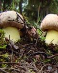 【晓荷·实力写手】菌痴（散文）