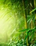 【敏思】七月的思绪.诗歌 外一首