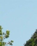 【江山·根与魂】【晓荷】嘿，草龙真奇妙（散文）