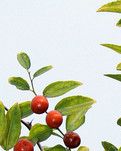 【金文.晨曦】麦场边有个枣树园（散文）