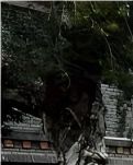【江山·根与魂】【晓荷】舞狮传承（散文）