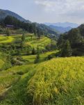 【家园·相约秋天】乡村秋景图（散文）