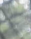 【云水·缘】菊（散文）