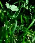 【晓荷·奖】贝贝的不凡岁月（散文）