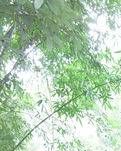 【家园】草堂探幽（散文）