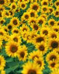 【文璞】老吕的葵花梦（小说）