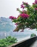 【金文·晨曦】巴国城的细叶紫薇（诗歌）