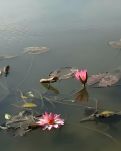 【浪花·岁月】爱的流年（现代诗）