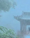 【菊韵】一半风雨半盏茶（散文）